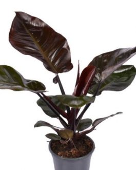 Philodendron Black Cardinal (small plant pot)