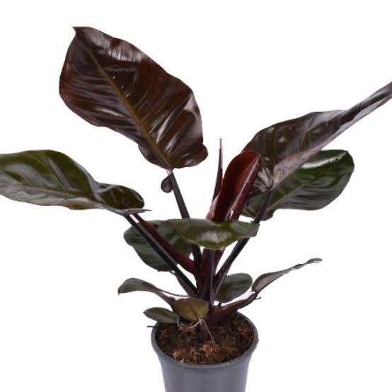 Philodendron Black Cardinal (small plant pot)