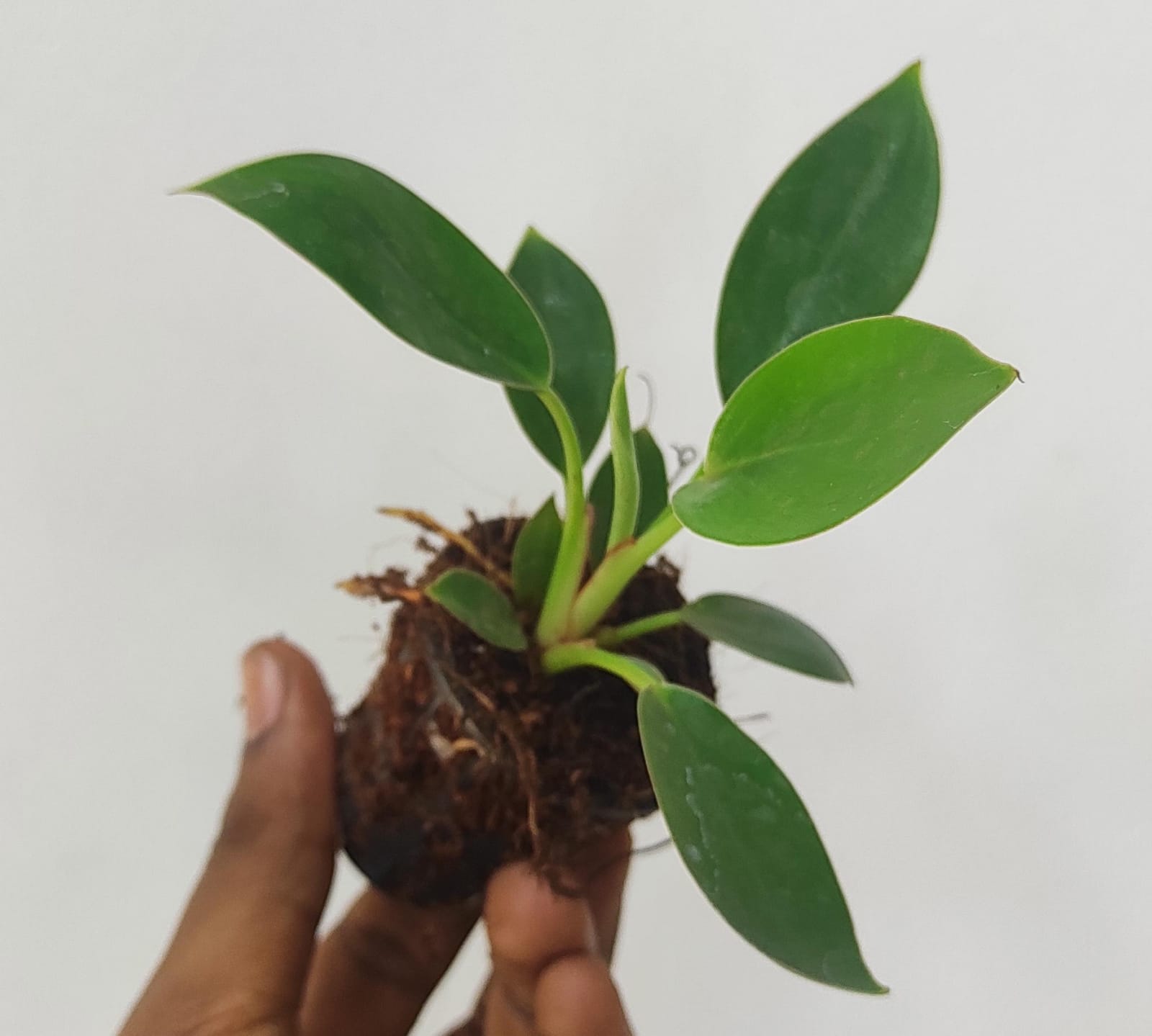 Philodendron Birkin (small plant pot) - Image 3