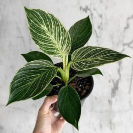 Philodendron Birkin (small plant pot)