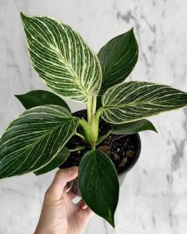 Philodendron Birkin (small plant pot)