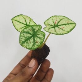 Caladium Strawberry Star pink (small plant pot)