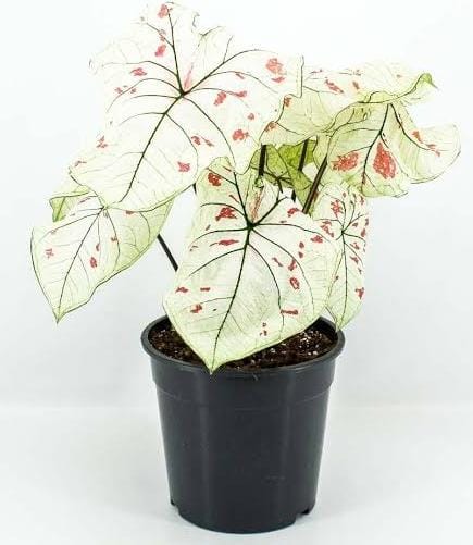 Caladium Strawberry Star pink (small plant pot) - Image 4
