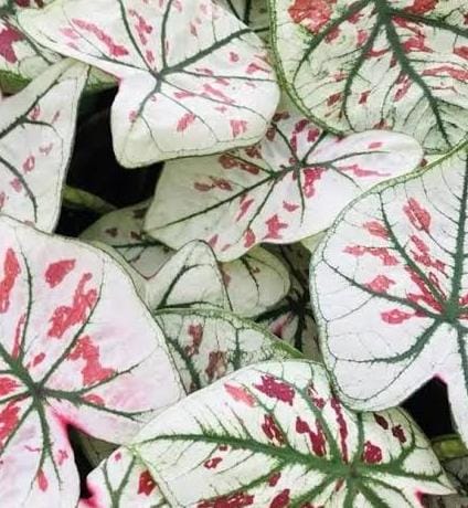 Caladium Strawberry Star pink (small plant pot) - Image 3