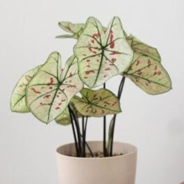 Caladium Strawberry Star pink (small plant pot)