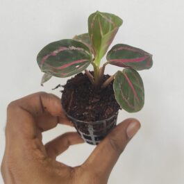 Calathea Dottie (small plant pot)