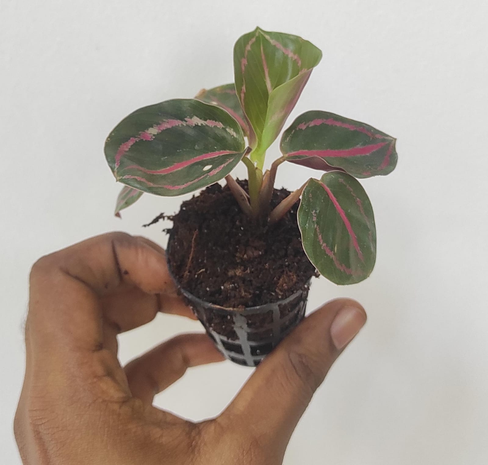 Calathea Dottie (small plant pot) - Image 2