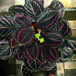 Calathea Dottie (small plant pot)