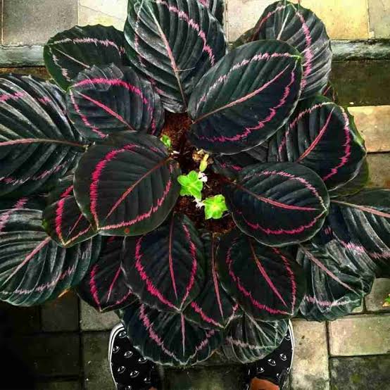 Calathea Dottie (small plant pot)