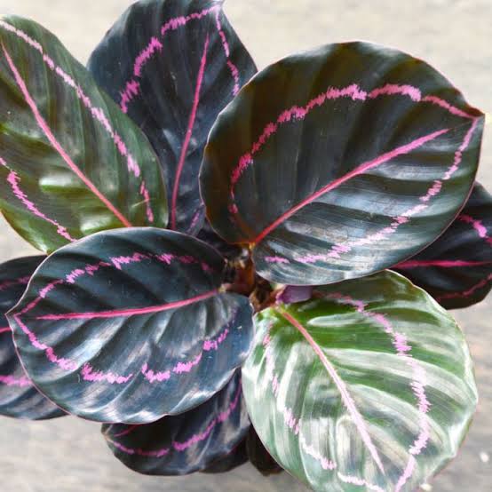 Calathea Dottie (small plant pot) - Image 4