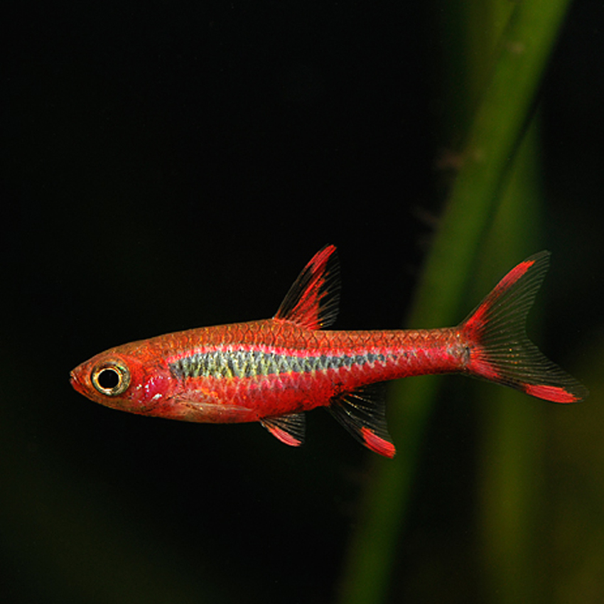 Mosquito rasbora ( 6 pcs) - Image 4