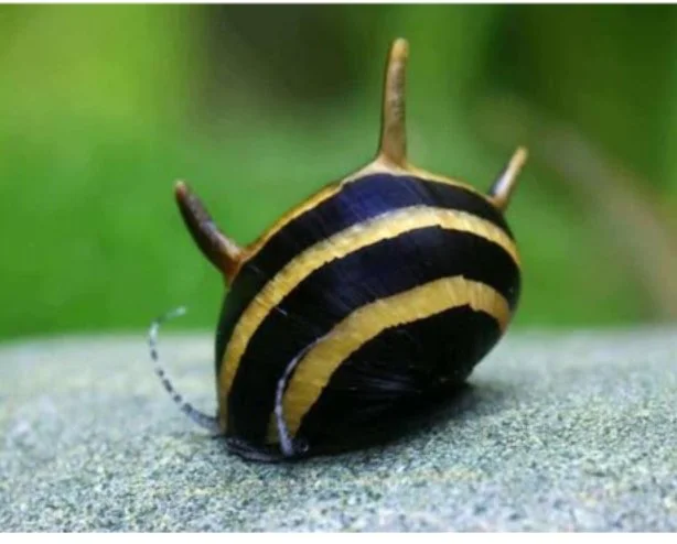 Nerrite snail combo( 2 pcs zebra nerrite, 2 pcs horned nerrite, 2 pc spotted nerrite) - Image 3