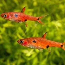 Maculata rasbora ( 6 pcs)
