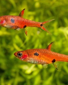 Maculata rasbora ( 6 pcs)