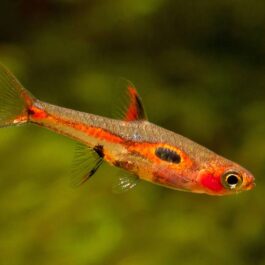 Maculata rasbora ( 6 pcs)