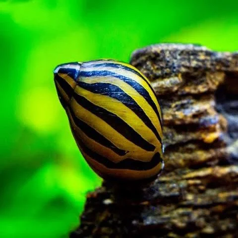 Nerrite snail combo( 2 pcs zebra nerrite, 2 pcs horned nerrite, 2 pc spotted nerrite) - Image 4