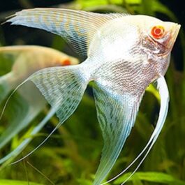 Albino angel ( 4 pcs)