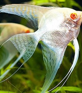 Albino angel ( 4 pcs)