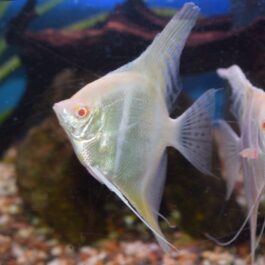 Albino angel ( 4 pcs)