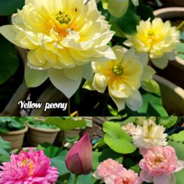 Yellow peony, Subhadra, Amery camelia lotus tuber( 3) combo