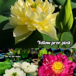 Yellow pror pink, Thai hu love deeps, Chandrabhaga lotus tuber (3)combo