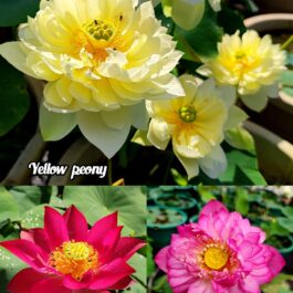 Yellow peony, Sky scanner , Dipping dew lotus tuber(3) combo