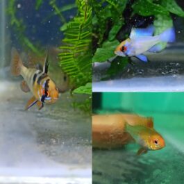 Ram combo ( 2 pcs of German blue ram, 2 pcs of electric blue ram, 2 pcs of golden ram)