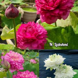 Tropical lotus tuber combo (3 varieties)