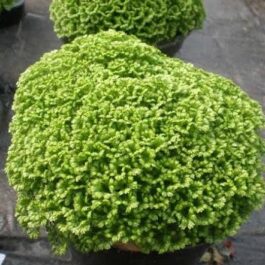Selaginella Apoda Fern (plant clump)