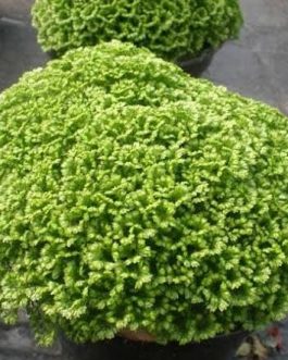 Selaginella Apoda Fern (plant clump)