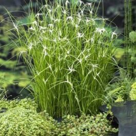 Star grass (plant clump)