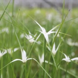 Star grass (plant clump)