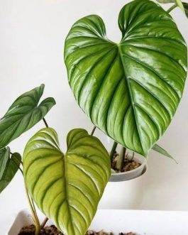 Philodendron SP Colombia (small sized)