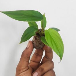 Philodendron SP Colombia (small sized)