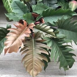 philodendron black pluto (medium sized plant)