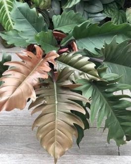 philodendron black pluto (medium sized plant)