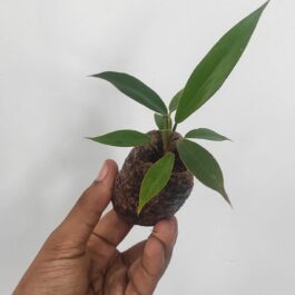 philodendron black pluto (medium sized plant)