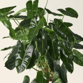 Philodendron Burle Marx (small plant pot)