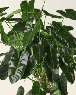 Philodendron Burle Marx (small plant pot)