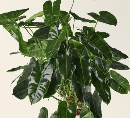 Philodendron Burle Marx (small plant pot)