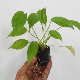 Philodendron Burle Marx (small plant pot)