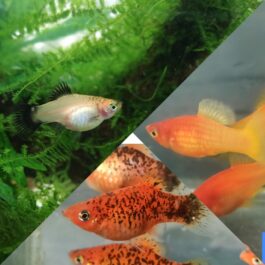 Exotic Platy Broodstock combo 3 pairs ( Ruby nose 1 pair , Calico 1pair, Oreo platy F1 1pair)