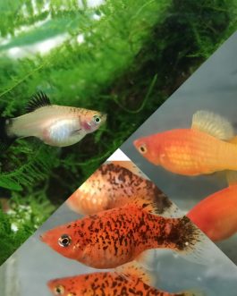 Exotic Platy Broodstock combo 3 pairs ( Ruby nose 1 pair , Calico 1pair, Oreo platy F1 1pair)
