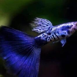 Galaxy cobra blue tail guppy pair