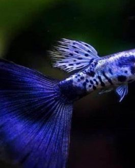 Galaxy cobra blue tail guppy pair