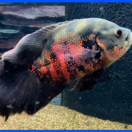 Black tiger vailtail Oscar ( 4 pcs)