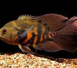 Black tiger vailtail Oscar ( 4 pcs)