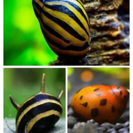 Nerrite snail combo( 2 pcs zebra nerrite, 2 pcs horned nerrite, 2 pc spotted nerrite)