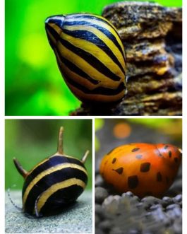 Nerrite snail combo( 2 pcs zebra nerrite, 2 pcs horned nerrite, 2 pc spotted nerrite)