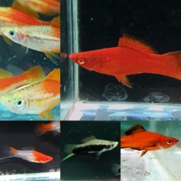 Exotic Swordtail broodstock Combo (Green tuxedo, Cherry red albino , Pineapple , kohaku BE ,Red wagtail) 5 pairs